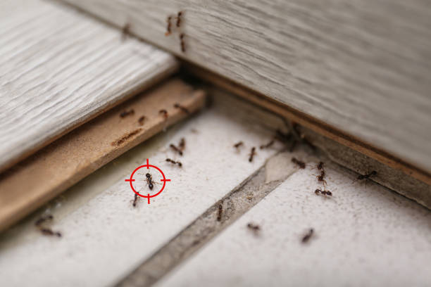 Best Affordable Pest Control Services  in Easton, CA