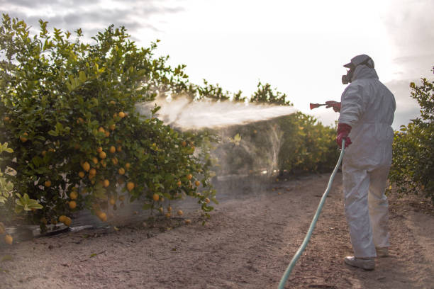 Insect Control in Easton, CA