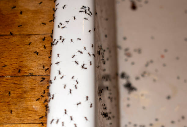 Best Affordable Pest Control Services  in Easton, CA